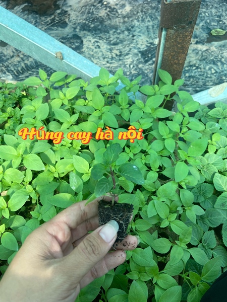 Húng cay Hà Nội