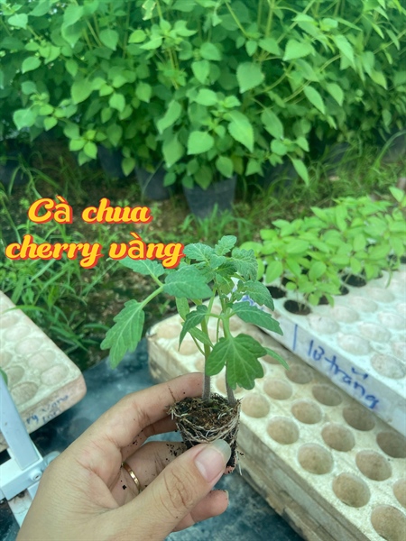 Cà chua cherry vàng