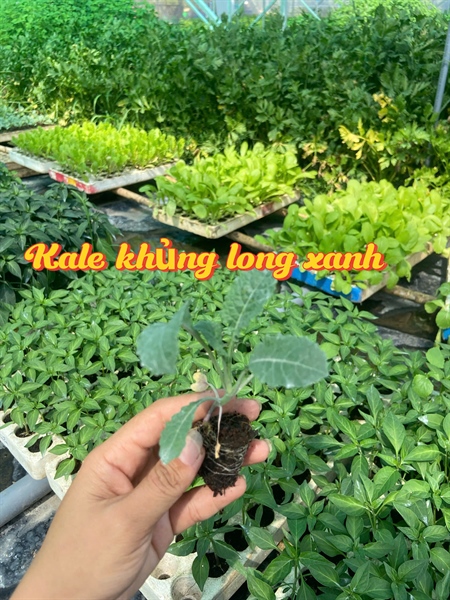 Kale khủng long xanh
