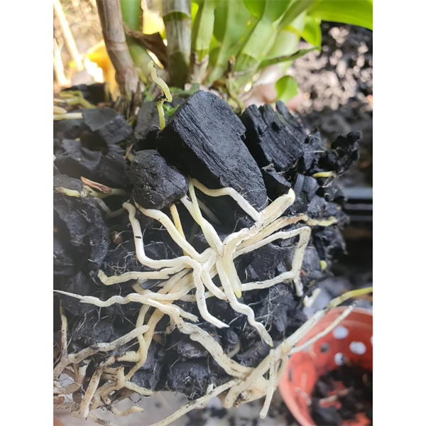 Giá thể Than trồng Lan đã qua xử lý (giúp thoáng khí, giữ ẩm, chống nấm mốc) - 500 gr