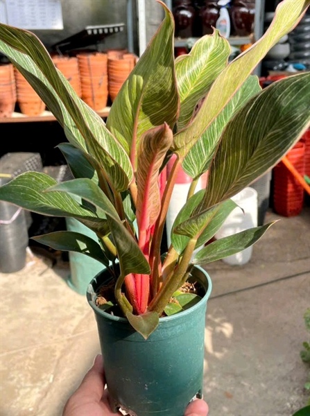 Đế kim cương hồng