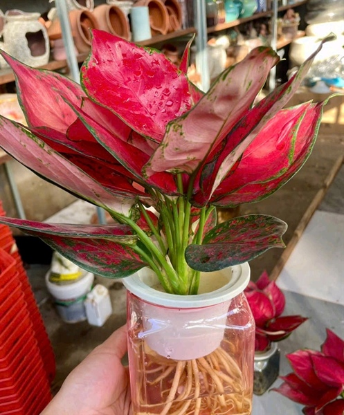 Vạn lộc thủy sinh