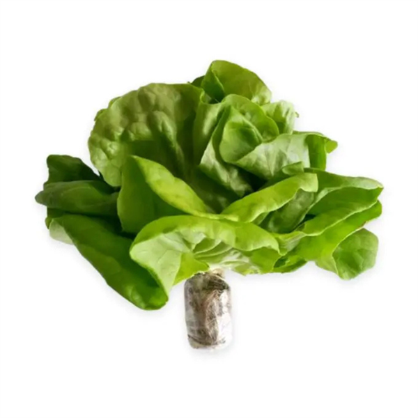 Xà Lách Mỡ Thủy Canh túi 200gr