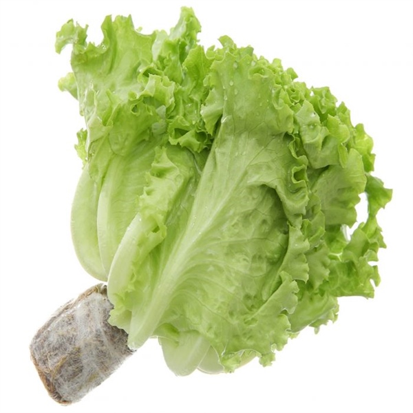 Xà Lách LoLo Đà Lạt Thủy Canh (có gốc) gói 200g +/-10g