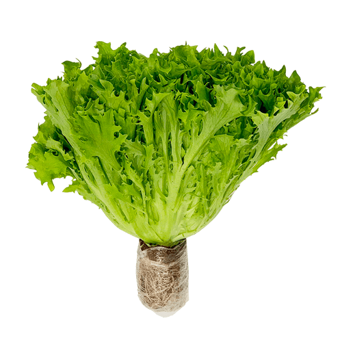 Xà Lách Frise Xanh Thủy Canh túi 200g