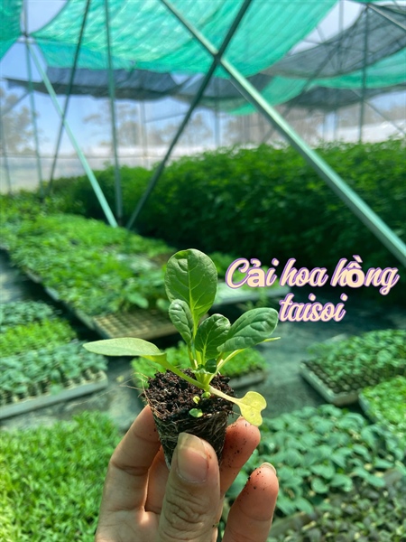 Cải hoa hồng Taisoi