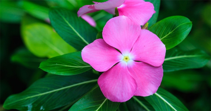 Cây Dừa Cạn - cao 30-40 cm