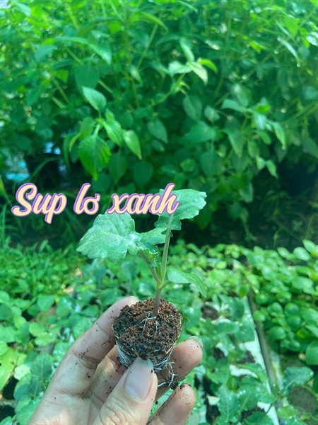 Súp lơ xanh - trắng