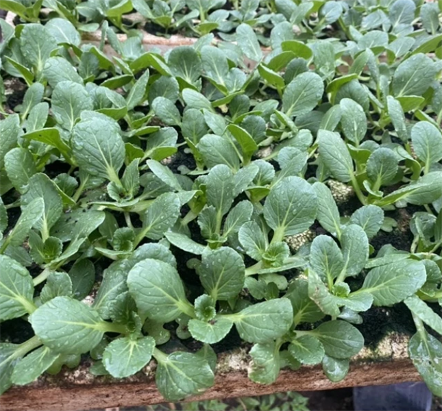 Cải thìa siêu xanh