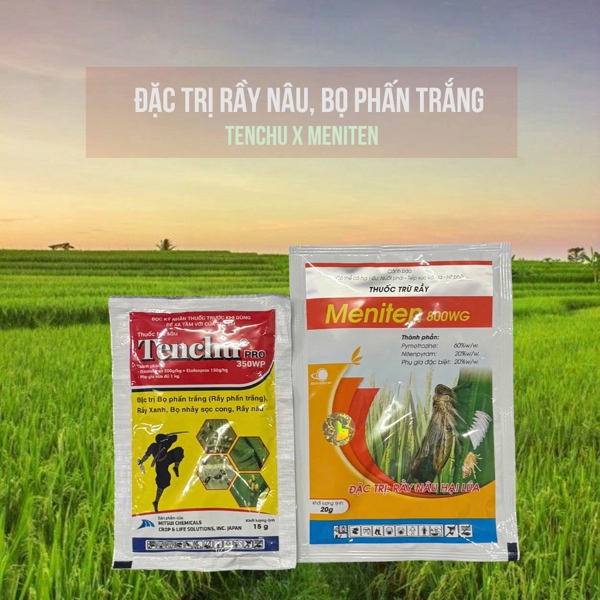 Meniten x Tenchu - Đặc trị rầy nâu, bọ phấn trắng hại lúa