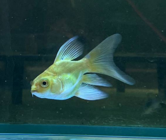 Cá Chép Sư Tử Mini