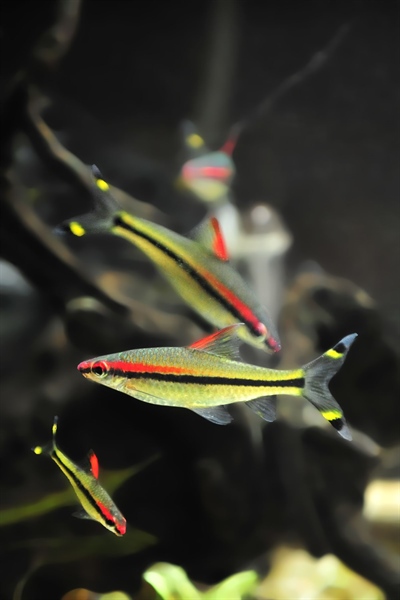 Hồng Mi Ấn Độ Size 6-7