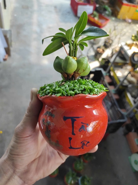 CÂY TÀI LỘC NHỎ