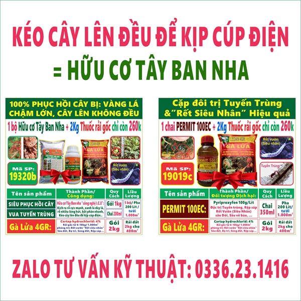 Combo sp Kéo cây lên đều để kịp cúp điện do siêu nhân, tuyến trùng, ngộ độc đất, thuốc đè, thuốc BVTV