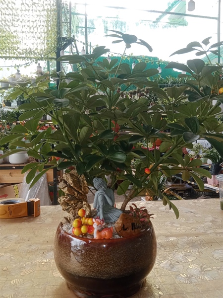 THÀNH PHẨM TỌA THIỀN CHÂN MÂY