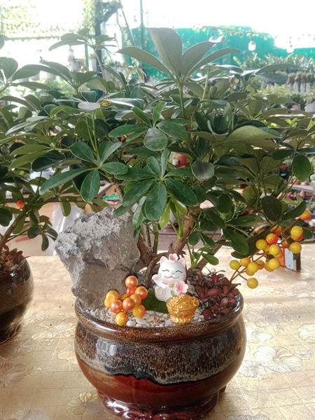 THÀNH PHẨM VƯỜN ĐÀO MAY MẮN