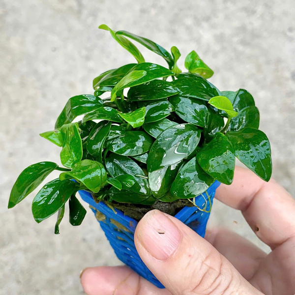 Ráy Nana Mini TQ (chậu xanh)