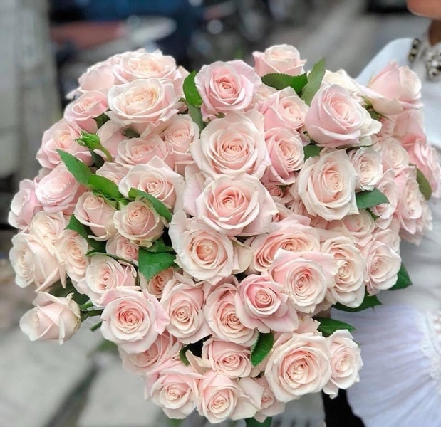 HOA HỒNG ĐÀ LẠT - KEM DÂU