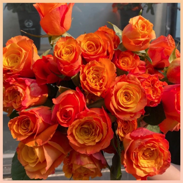 HOA HỒNG ĐÀ LẠT - CAM QUỐC VƯƠNG