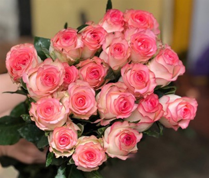 HOA HỒNG ĐÀ LẠT - SONG HỶ