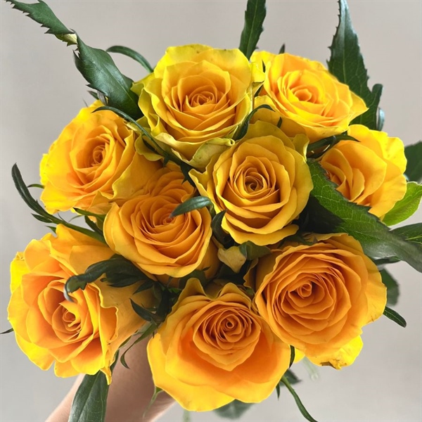 HOA HỒNG ĐÀ LẠT - VÀNG HÀ LAN