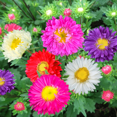 HOA CÚC (NHIỀU MÀU)