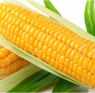 Bắp Mỹ loại Trung (Trái)