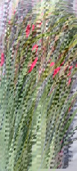 HOA LAY ƠN ĐÀ LẠT