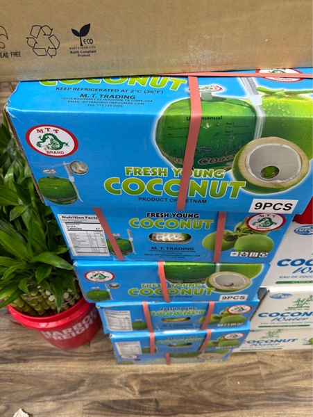 Dừa Trái MTT