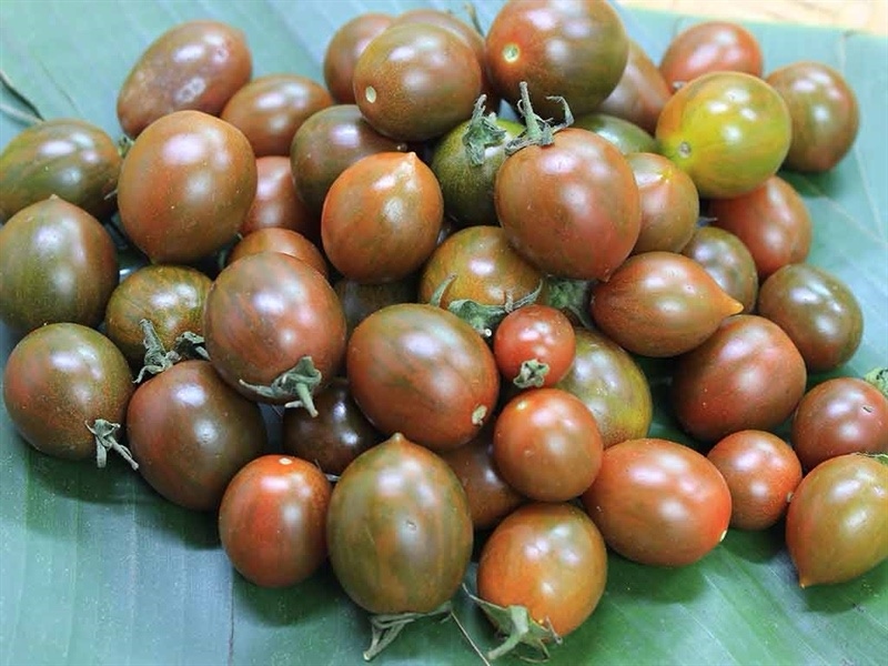CÀ CHUA SOCOLA HỘP 300G