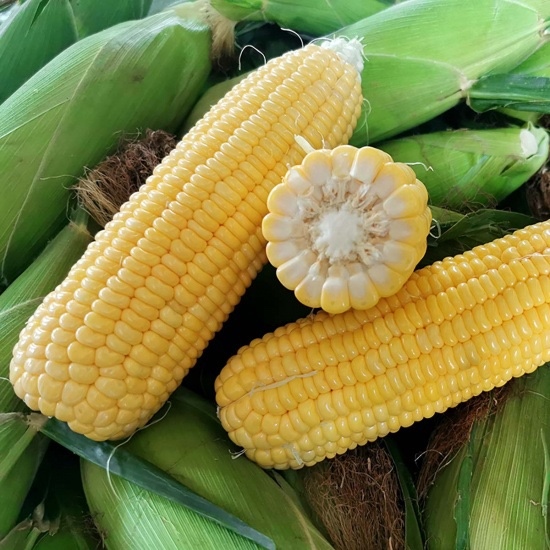 BẮP MỸ XÔ (KG)