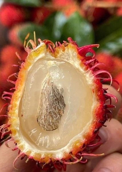 CHÔM CHÔM ĐÔNG LẠNH