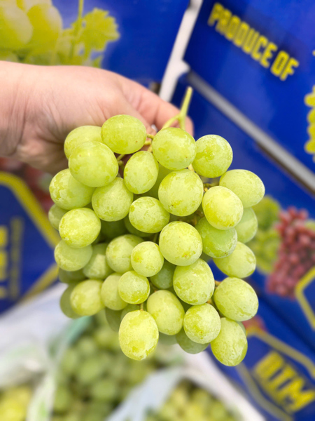 Nho Xanh Úc VicTor