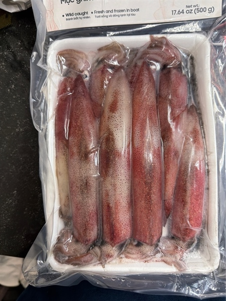 Mực Ghim Thiên Nhiên Sống