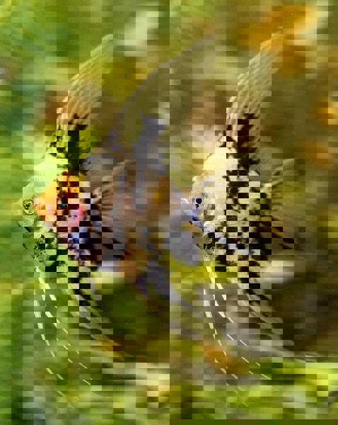 Thần Tiên 3 Màu Size Lớn