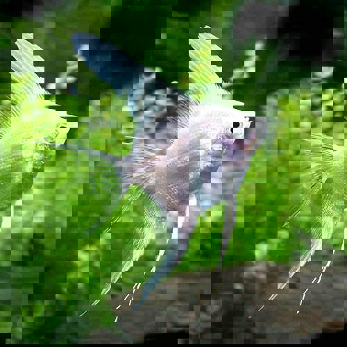 Thần Tiên Trắng Size Lớn