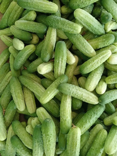 Dưa Chuột Nếp Chuyển Đổi Hữu Cơ PGS