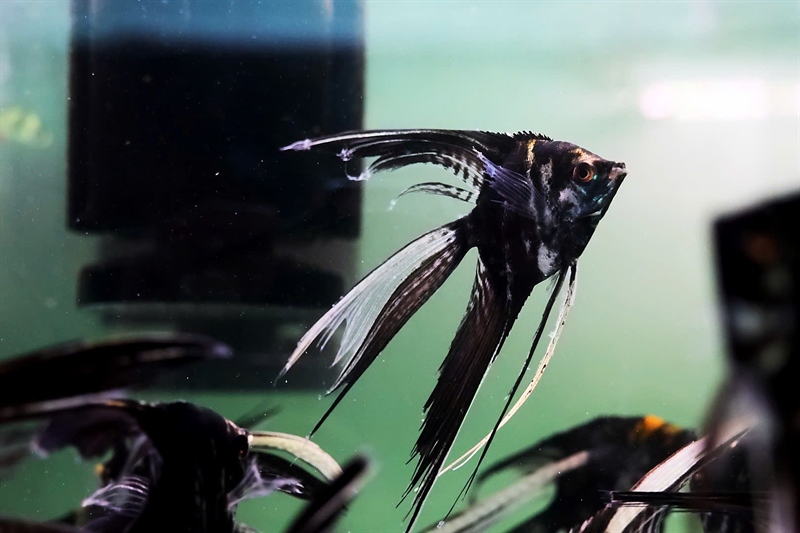 Thần Tiên Đen Size Lớn ( Vây Dài )