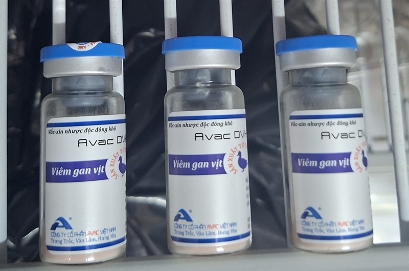#AV VIÊM GAN VỊT - AVAC (1000DS)