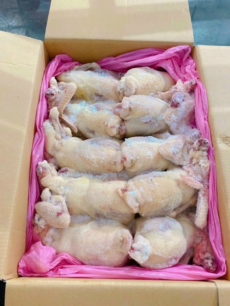 Gà nguyên con Shinwoo 10D4