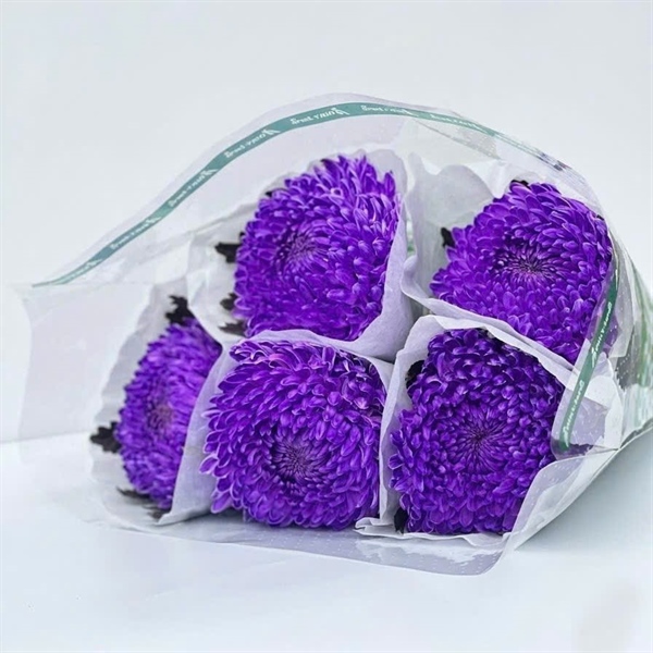 Hoa Cúc Mẫu Đơn Tím