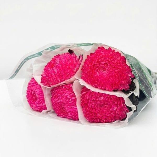 Hoa Cúc Mẫu Đơn Đỏ Mận