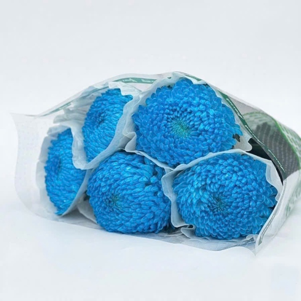 Hoa Cúc Mẫu Đơn Xanh Dương