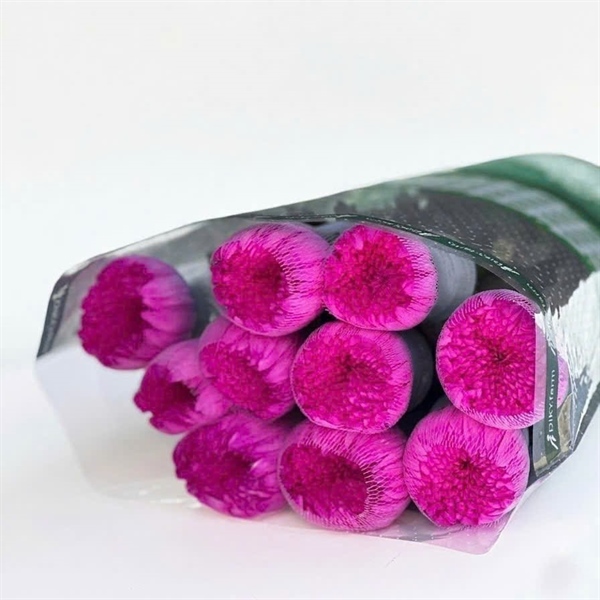 Hoa Cúc Makoto hồng sen