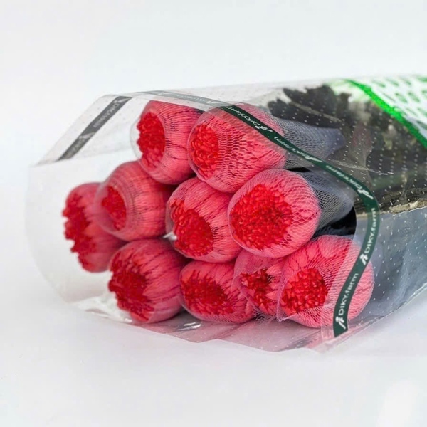 Hoa Cúc Makoto Đỏ