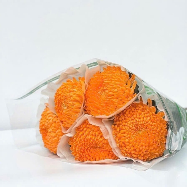 Hoa Cúc Mẫu Đơn Cam