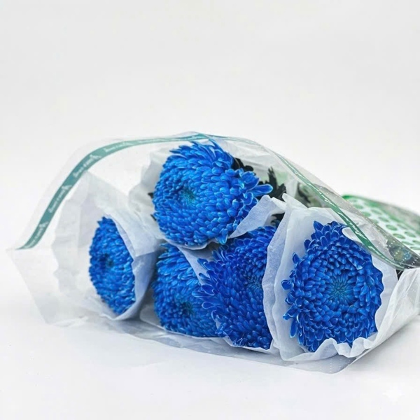 Hoa Cúc Mẫu Đơn Xanh Navy