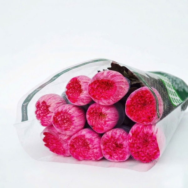 Hoa Cúc Makoto Đỏ Mận