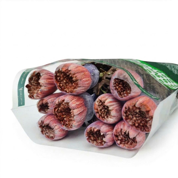 Hoa Cúc Makoto Nâu