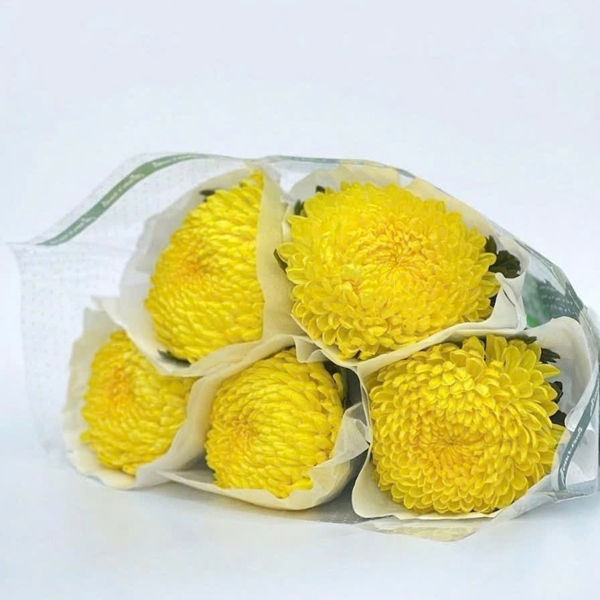 Hoa Cúc Mẫu Đơn Vàng